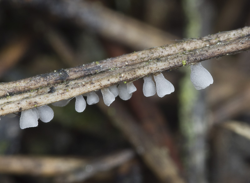 Calyptella gibbosa